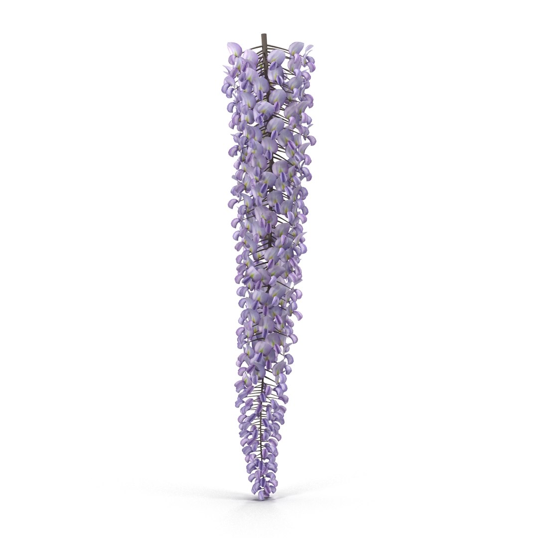 3d wisteria flowers model https://p.turbosquid.com/ts-thumb/xY/rH2b1s/0kUZBCgd/6/jpg/1487590065/1920x1080/fit_q87/719fae9741ac104001d482234727754e21a32888/6.jpg