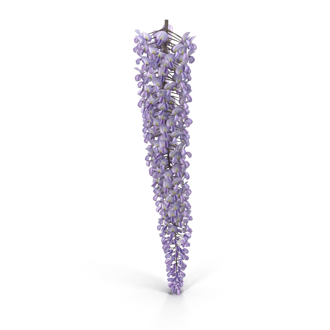 3d wisteria flowers model https://p.turbosquid.com/ts-thumb/xY/rH2b1s/GW0ugVGS/1/jpg/1487590064/1920x1080/fit_q87/d248710cb5d536668a5e23d9db5b669742793a4f/1.jpg