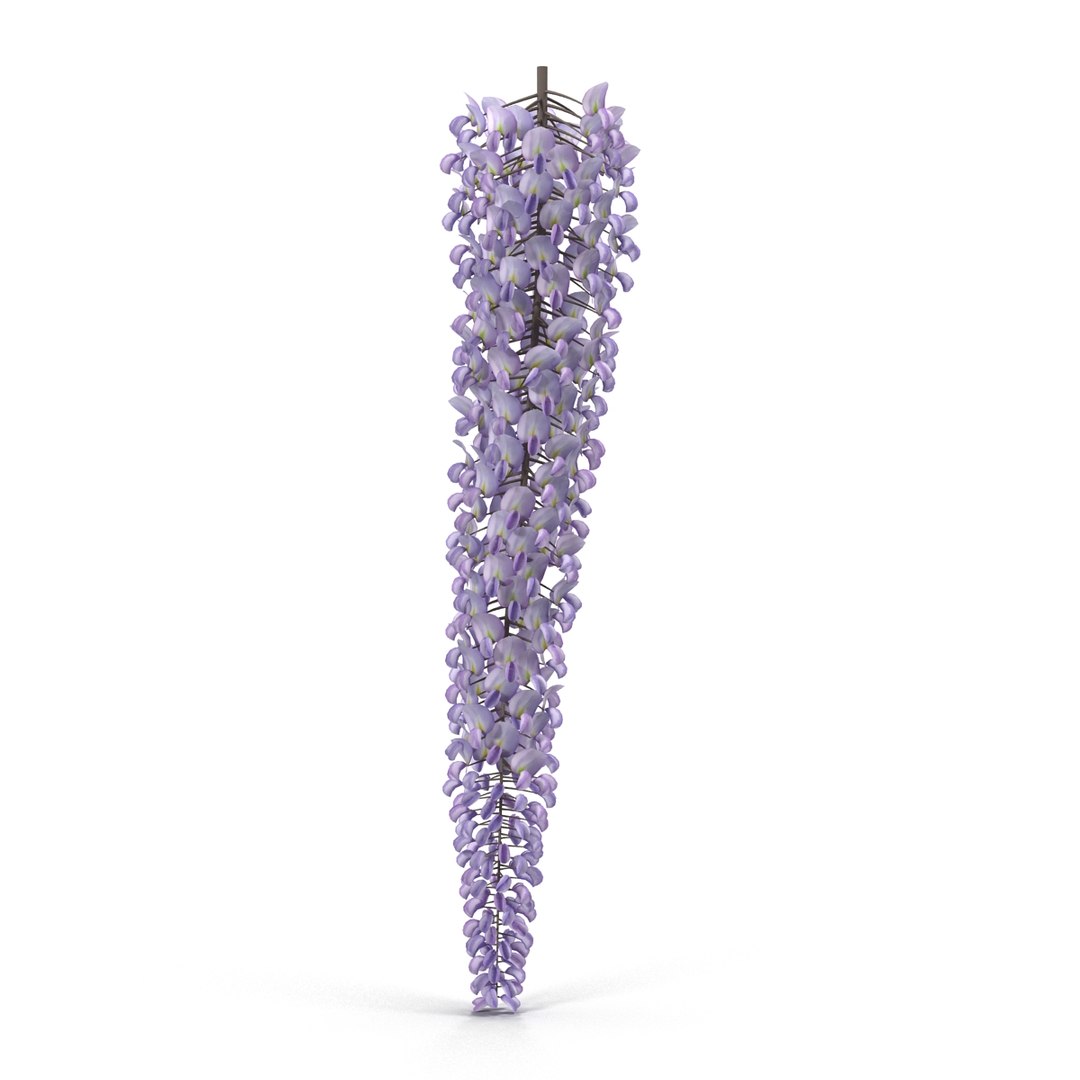 3d wisteria flowers model https://p.turbosquid.com/ts-thumb/xY/rH2b1s/I8iBHcJf/5/jpg/1487590065/1920x1080/fit_q87/8abfdd15f43cd1b87a65716ed2ec1ad25c795f1e/5.jpg