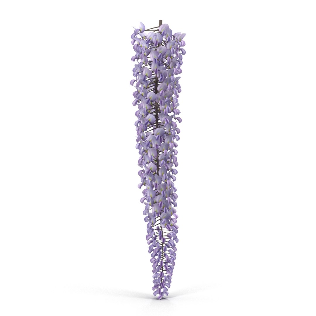 3d wisteria flowers model https://p.turbosquid.com/ts-thumb/xY/rH2b1s/U2mq8J1v/4/jpg/1487590065/1920x1080/fit_q87/9186320b0452eb67c0255cbf38628646b37054de/4.jpg