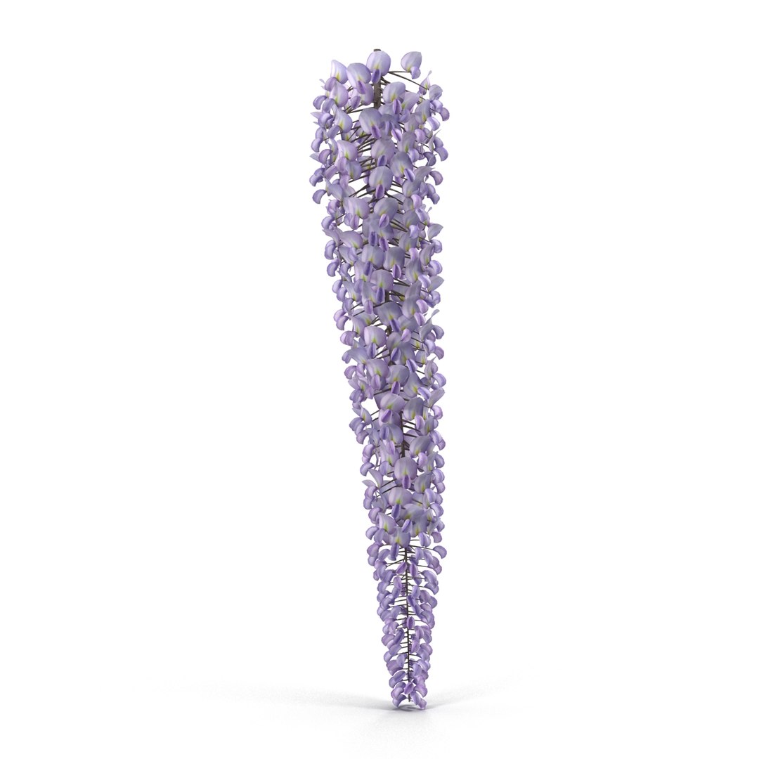 3d wisteria flowers model https://p.turbosquid.com/ts-thumb/xY/rH2b1s/bDsaaE0I/3/jpg/1487590064/1920x1080/fit_q87/b1ca60f82a96f3e2a86abe8e384e2d47af3cdec9/3.jpg