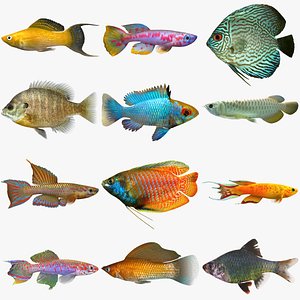 freshwater tropical fish 3d model