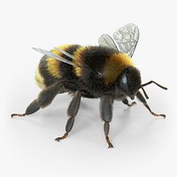 Bumblebee Xgen