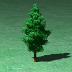 med_pine