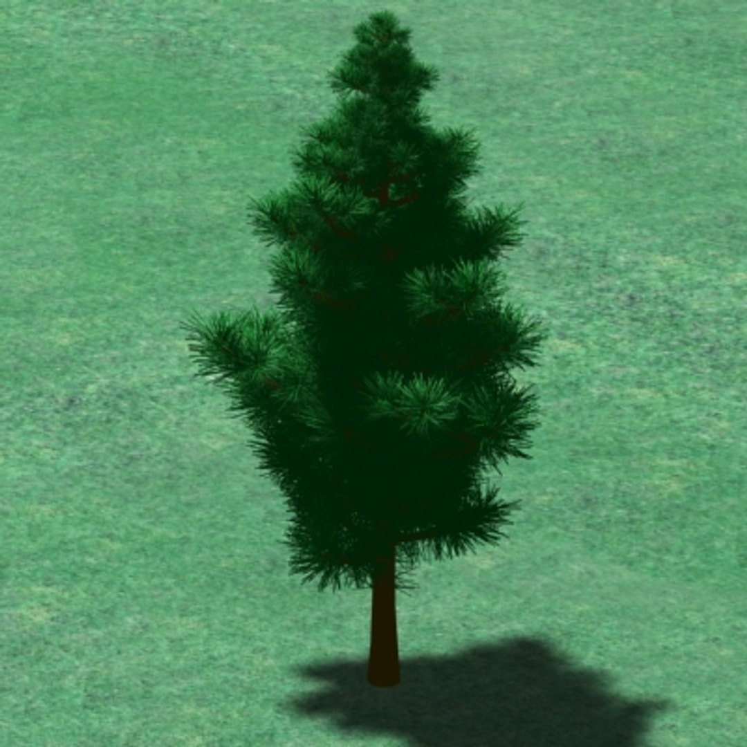 Short Pine Tree 3d Model