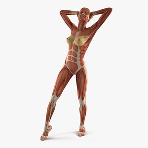 female muscular anatomy rigged 3D model