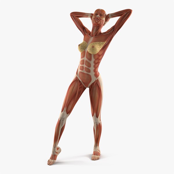 modelo 3d Anatomía del sistema muscular femenino - TurboSquid 1251327