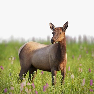 3D Female Canadian Deer Animation model