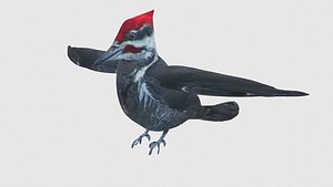 Low Poly Woodpecker Rigged With Realistic Texture 3D model