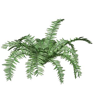 Boston Fern Plant - 09 - model