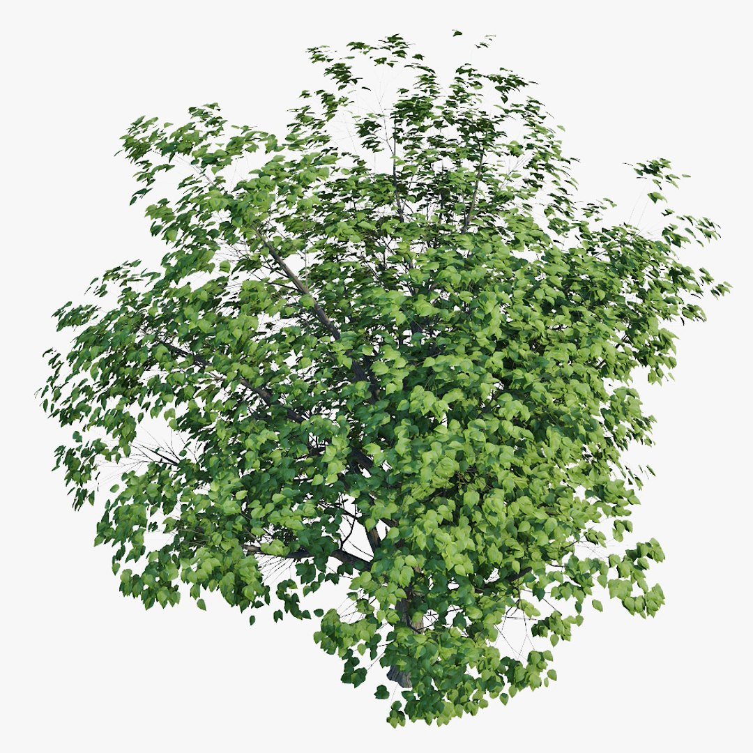 Max Realistic Tree
