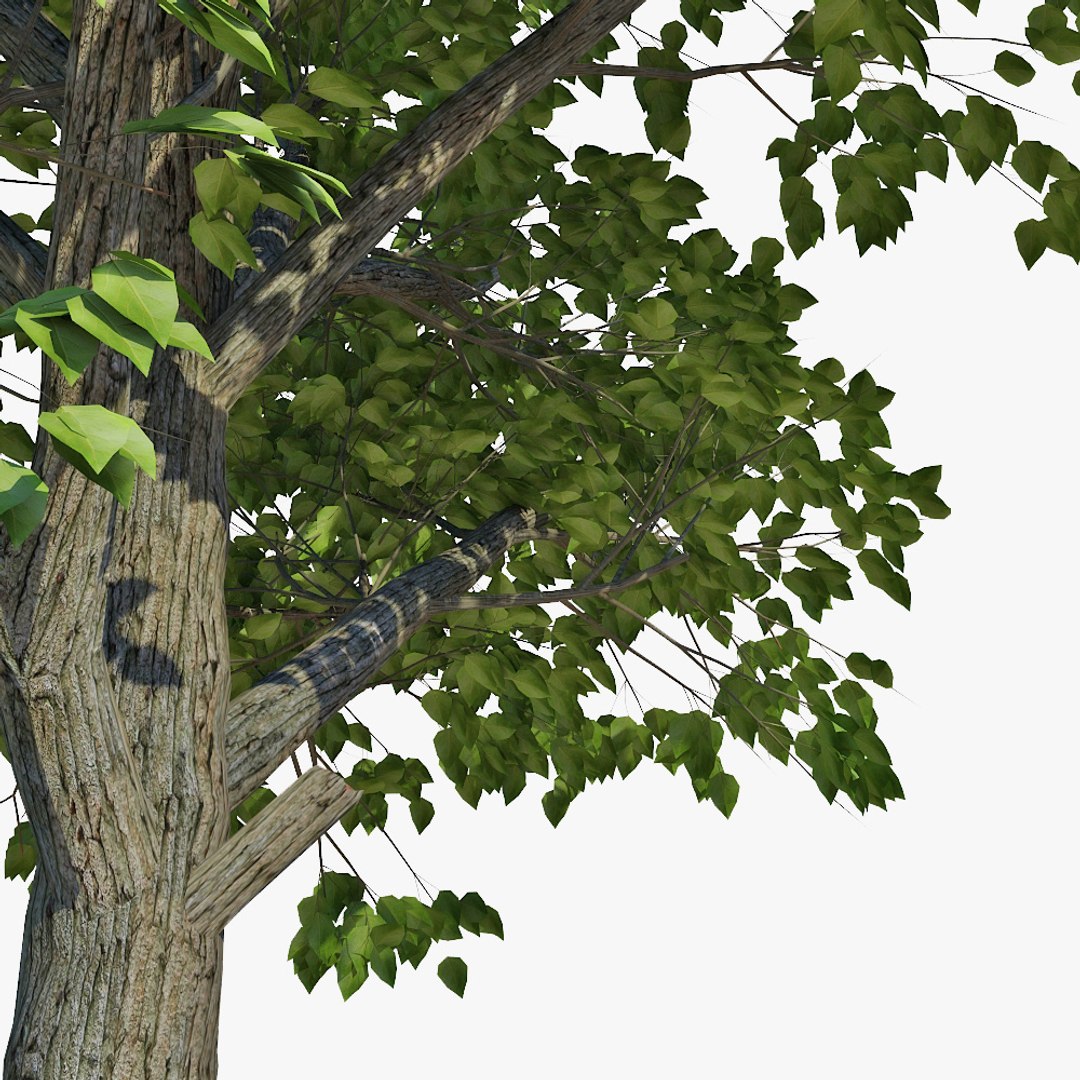 Max Realistic Tree