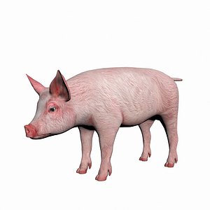 Piglet pig