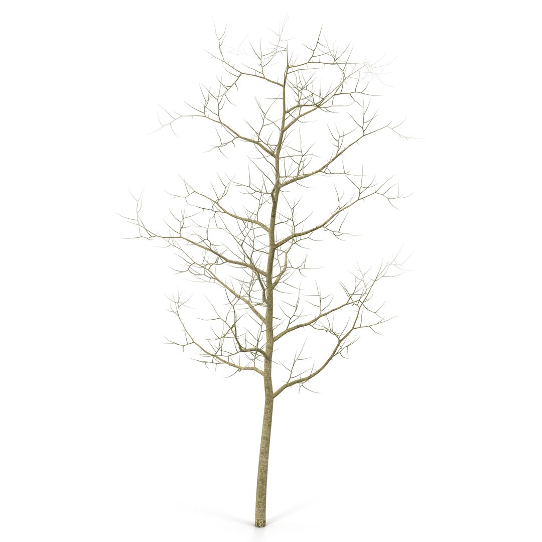 Young White Oak Winter 3D model preview