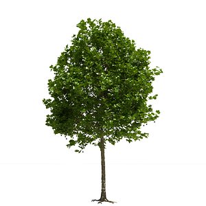 3D london plane tree model