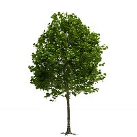 Platanus x hispanica 201SU V2