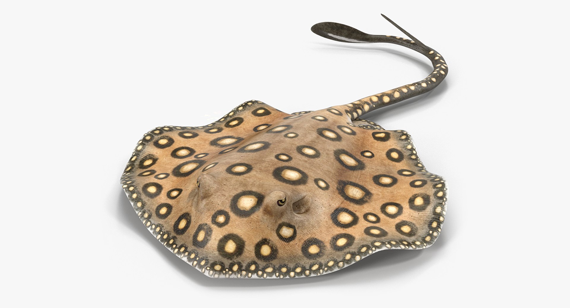 River Stingray Pose 3 3D model preview