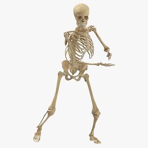 real human female skeleton model