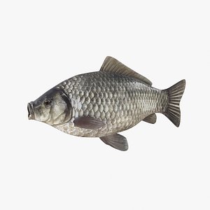 Gibel Carp