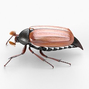 May Bug Closed Wings