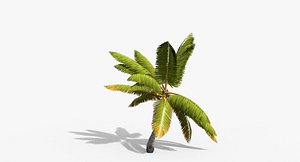 Coconut Palm Tree 14857