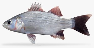 3D white bass