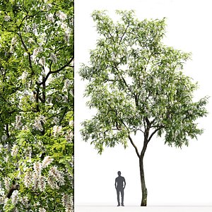 Robinia pseudoacacia 01