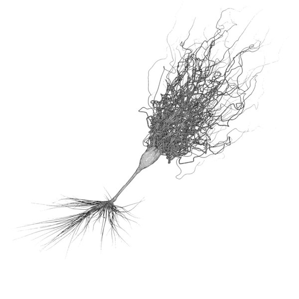 3d model neurons details