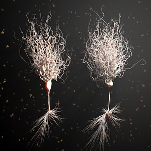 3d model neurons details