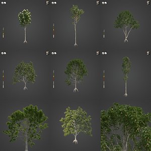 3D 2021 PBR Spotted Gum Collection - Corymbia Maculata