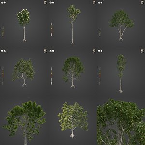 2021 PBR Spotted Gum Collection - Corymbia Maculata