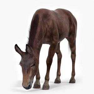 Eating Mule Dark Fur 3D