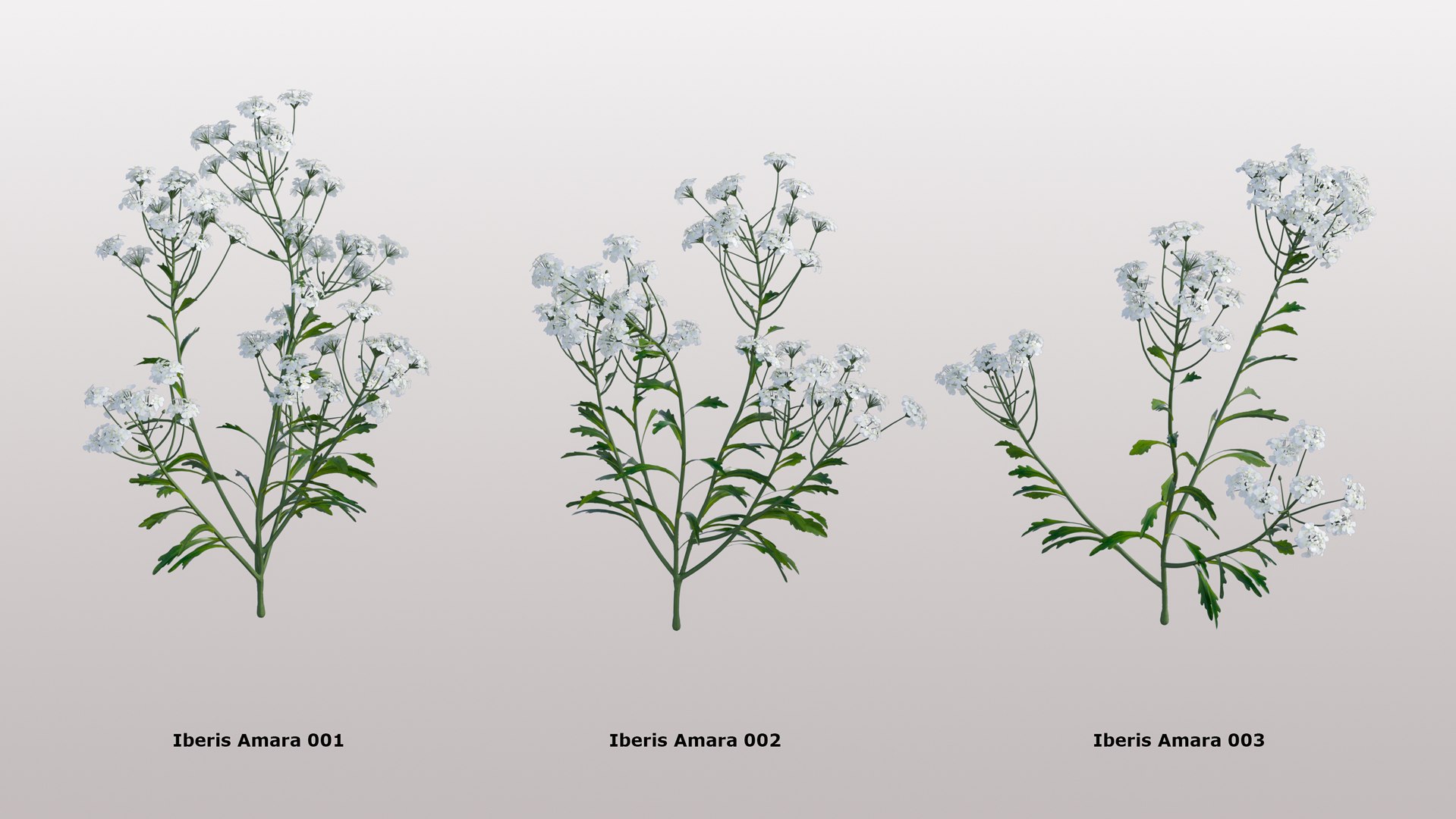 3D Iberis amara - Herb https://p.turbosquid.com/ts-thumb/xb/UcyvQ8/Y6/iberis_amara_models_preview/jpg/1659966933/1920x1080/fit_q87/bf165f3e046a0661d08c1b6063b93d886b1d82e0/iberis_amara_models_preview.jpg