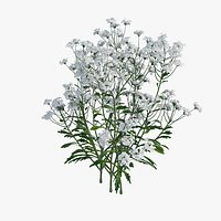 Iberis amara - Herb
