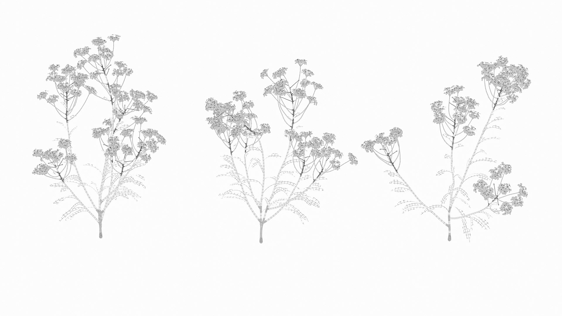 3D Iberis amara - Herb https://p.turbosquid.com/ts-thumb/xb/UcyvQ8/z0/wire/jpg/1660040536/1920x1080/fit_q87/b61c2f8c88e6fc764102a2991365313ed5d101d3/wire.jpg