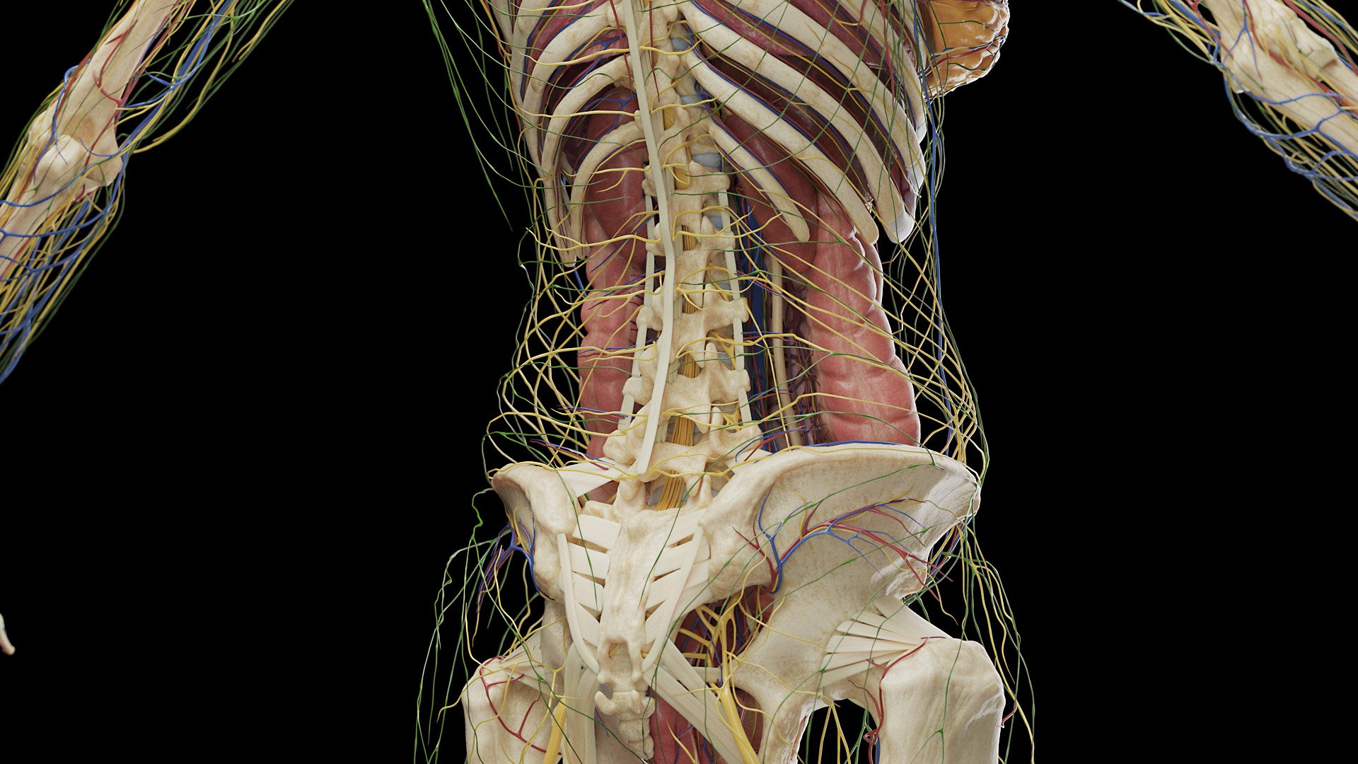 Female Full Anatomy 3D model https://p.turbosquid.com/ts-thumb/xb/UkvHFV/6N/anatomy_v2_female_ps_043/jpg/1667222019/1920x1080/fit_q87/a6b570995acd2cd1b6bbbb2fb9e8b1b0f72ce7a5/anatomy_v2_female_ps_043.jpg