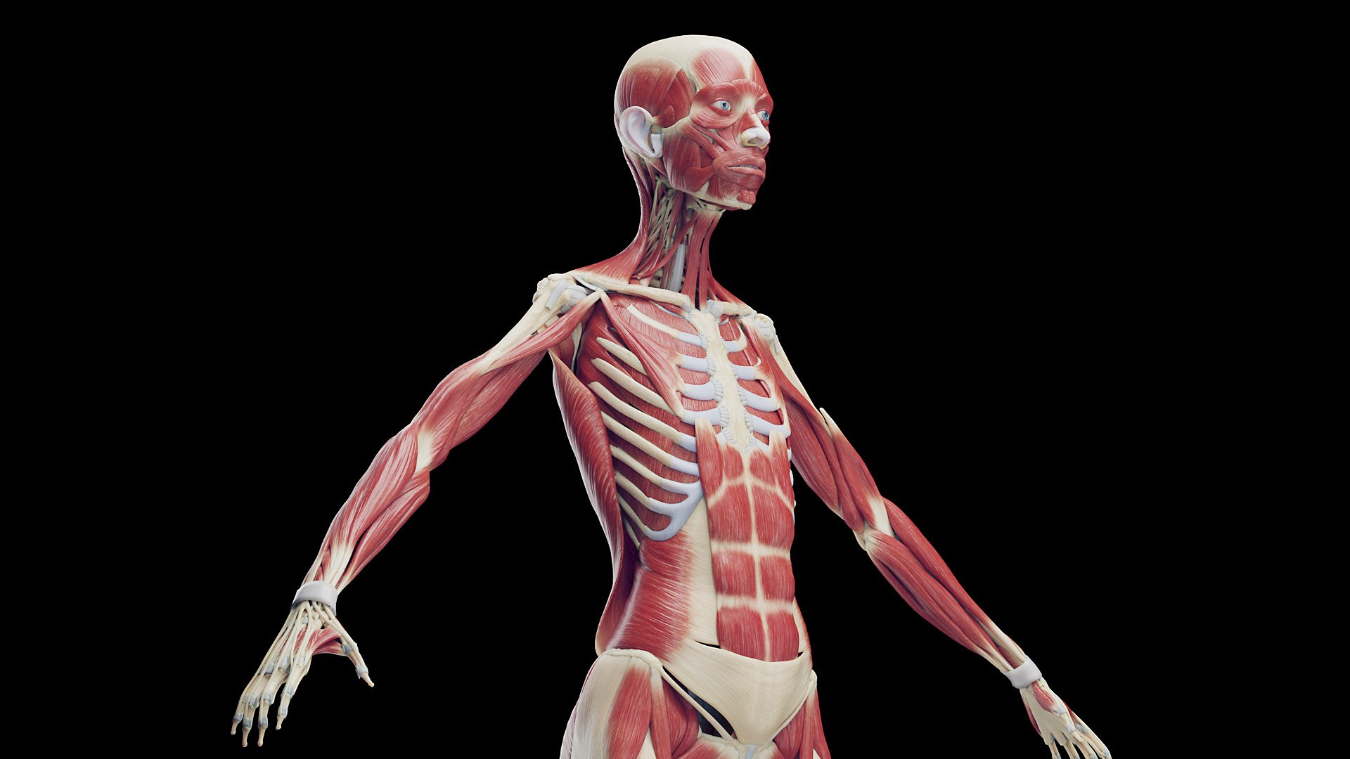 Female Full Anatomy 3D model https://p.turbosquid.com/ts-thumb/xb/UkvHFV/Br/anatomy_v2_female_ps_091/jpg/1667222045/1920x1080/fit_q87/2ea396c59c39a402f1dbac8cd7a4c310bca9cbf8/anatomy_v2_female_ps_091.jpg