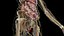 Pełna anatomia kobiety