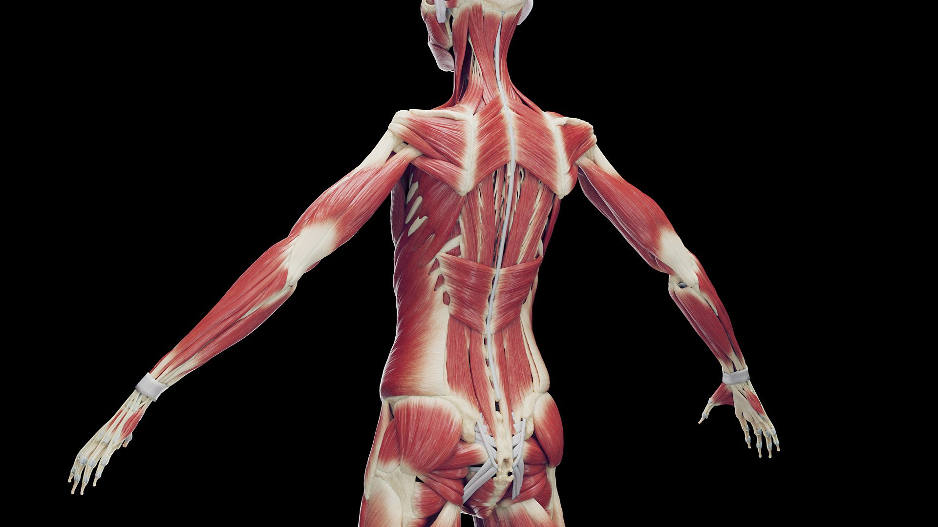 Female Full Anatomy 3D model https://p.turbosquid.com/ts-thumb/xb/UkvHFV/HE/anatomy_v2_female_ps_086/jpg/1667222042/1920x1080/fit_q87/0c0f70e093464f23b26cacef69354a8d48c7e85b/anatomy_v2_female_ps_086.jpg