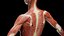 Pełna anatomia kobiety