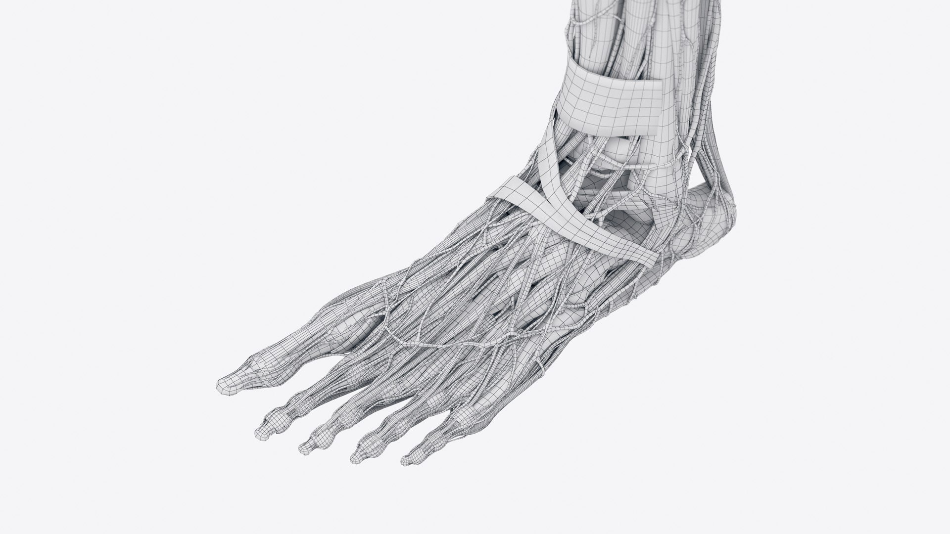 Female Full Anatomy 3D model https://p.turbosquid.com/ts-thumb/xb/UkvHFV/QZ/anatomy_v2_female_wire_anatomy1f0006/jpg/1667224059/1920x1080/fit_q87/4f325f62db75da4da0ca1dd2dcd91069b2316cd7/anatomy_v2_female_wire_anatomy1f0006.jpg