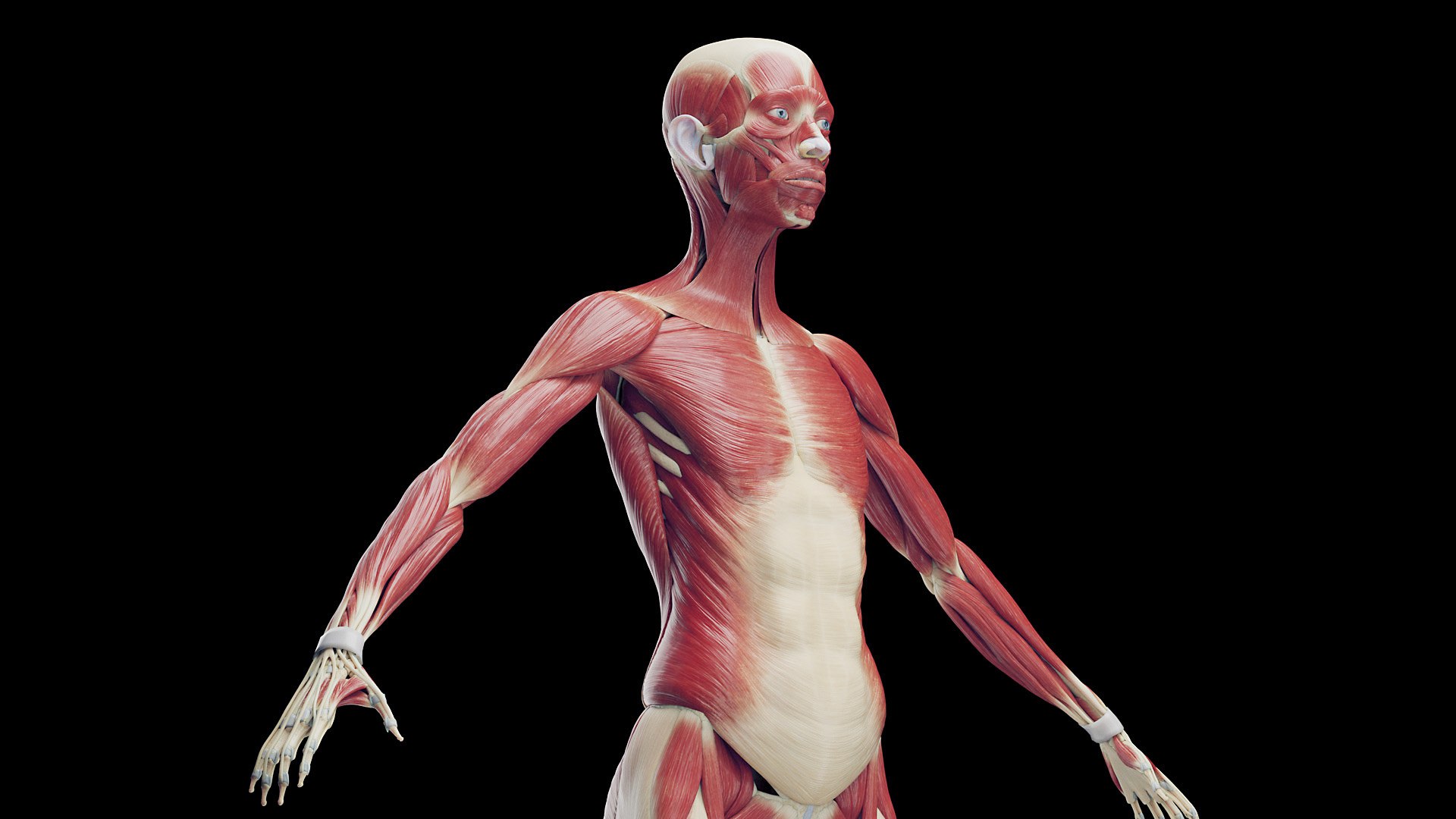 Female Full Anatomy 3D model https://p.turbosquid.com/ts-thumb/xb/UkvHFV/Vx/anatomy_v2_female_ps_089/jpg/1667222044/1920x1080/fit_q87/b9919ca39941c6d41d99681ff9c714807b3c5ad6/anatomy_v2_female_ps_089.jpg