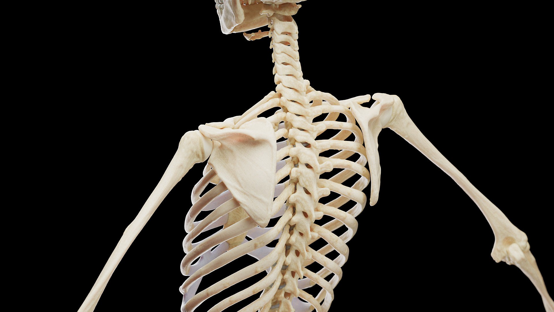 Female Full Anatomy 3D model https://p.turbosquid.com/ts-thumb/xb/UkvHFV/X8/anatomy_v2_female_ps_059/jpg/1667222026/1920x1080/fit_q87/afdaa5a6676d27a6c0a1e8376f20a0bdca0b84f8/anatomy_v2_female_ps_059.jpg