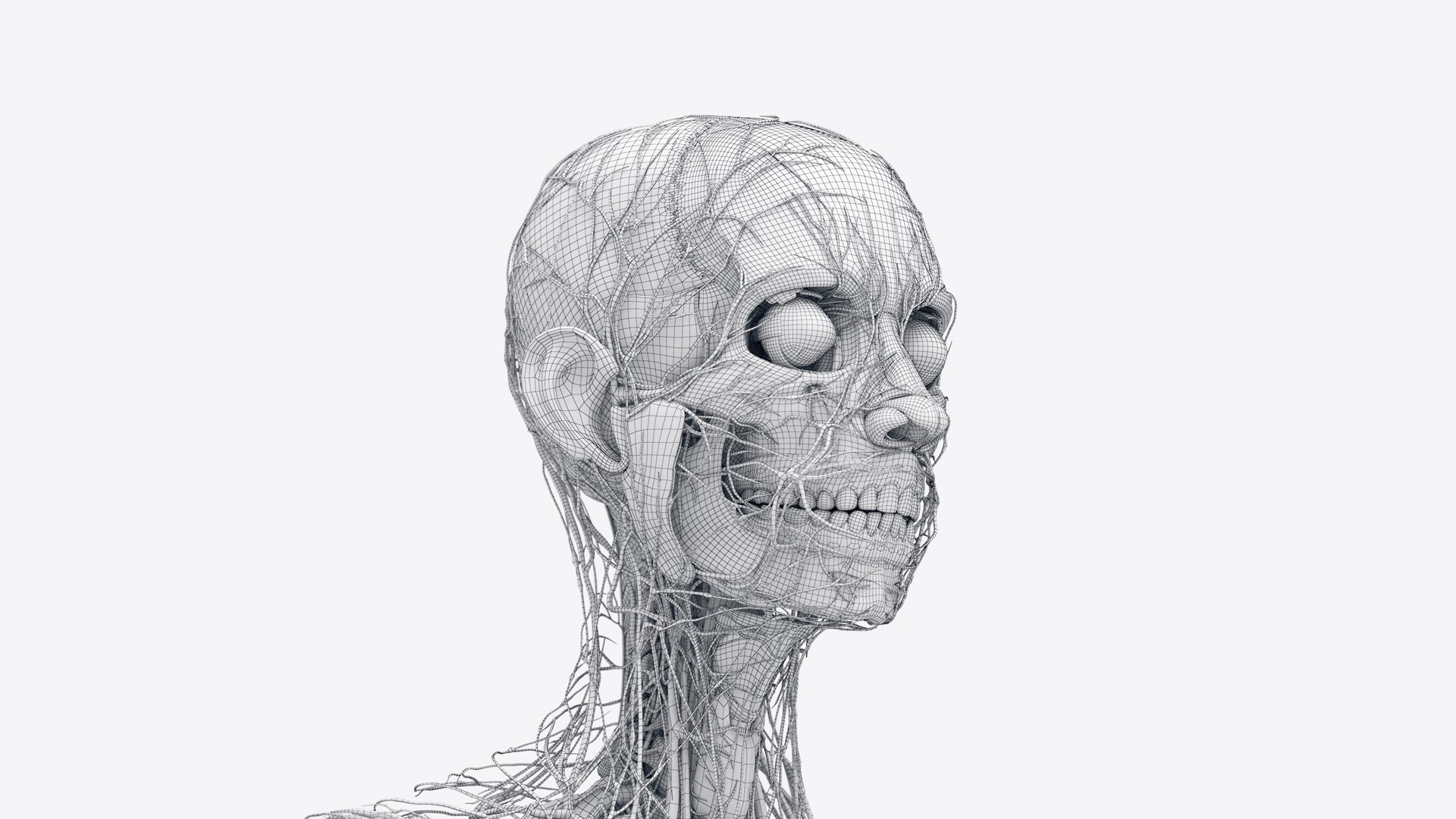 Female Full Anatomy 3D model https://p.turbosquid.com/ts-thumb/xb/UkvHFV/YN/anatomy_v2_female_wire_anatomy2f0001/jpg/1667224062/1920x1080/fit_q87/a75421832a99b2eceff1fb42dd328ed2ad368edf/anatomy_v2_female_wire_anatomy2f0001.jpg