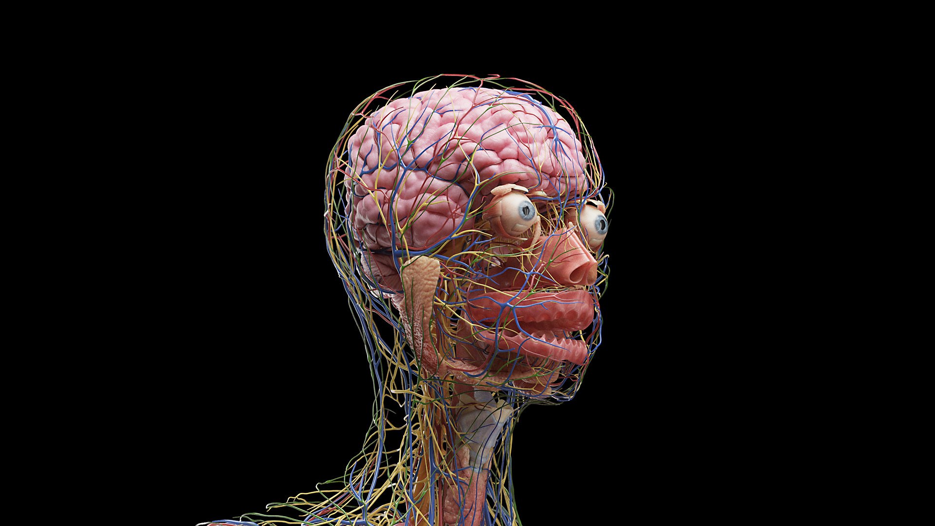 Female Full Anatomy 3D model https://p.turbosquid.com/ts-thumb/xb/UkvHFV/Yx/anatomy_v2_female_ps_014/jpg/1667222003/1920x1080/fit_q87/c5d4608d643d5fe9dce008ca51e1e5791adbb15e/anatomy_v2_female_ps_014.jpg