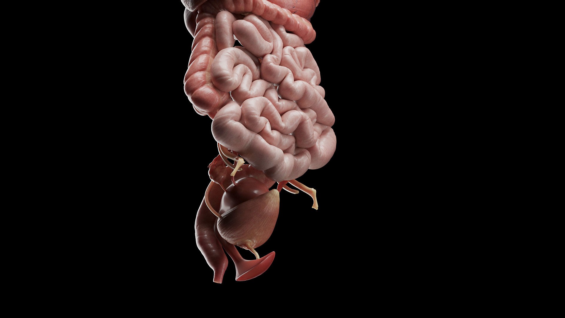 Female Full Anatomy 3D model https://p.turbosquid.com/ts-thumb/xb/UkvHFV/iG/anatomy_v2_female_ps_035/jpg/1667222014/1920x1080/fit_q87/3182c224212a442eac235273a303e9646f8f82c3/anatomy_v2_female_ps_035.jpg