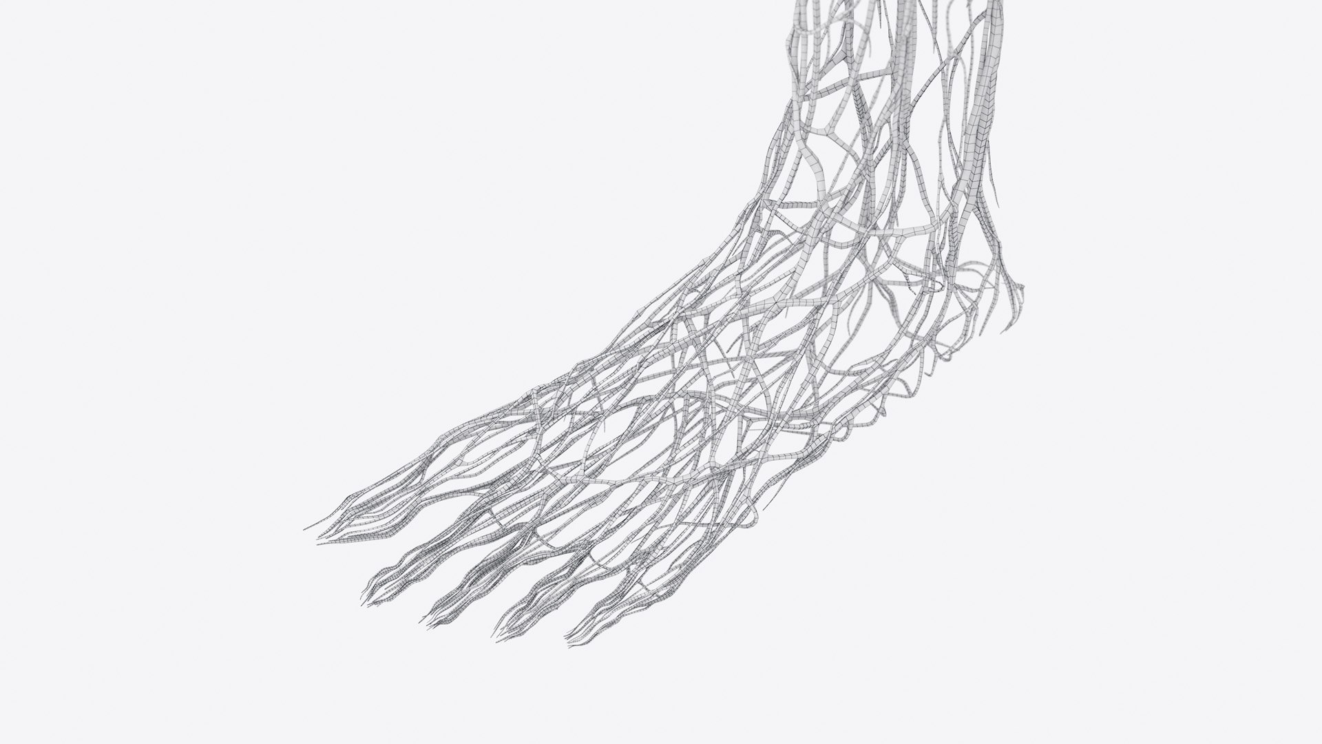 Female Full Anatomy 3D model https://p.turbosquid.com/ts-thumb/xb/UkvHFV/jL/anatomy_v2_female_wire_anatomy3f0006/jpg/1667224051/1920x1080/fit_q87/e43481109b5c6d51248a90df865f0d77b040e3fd/anatomy_v2_female_wire_anatomy3f0006.jpg