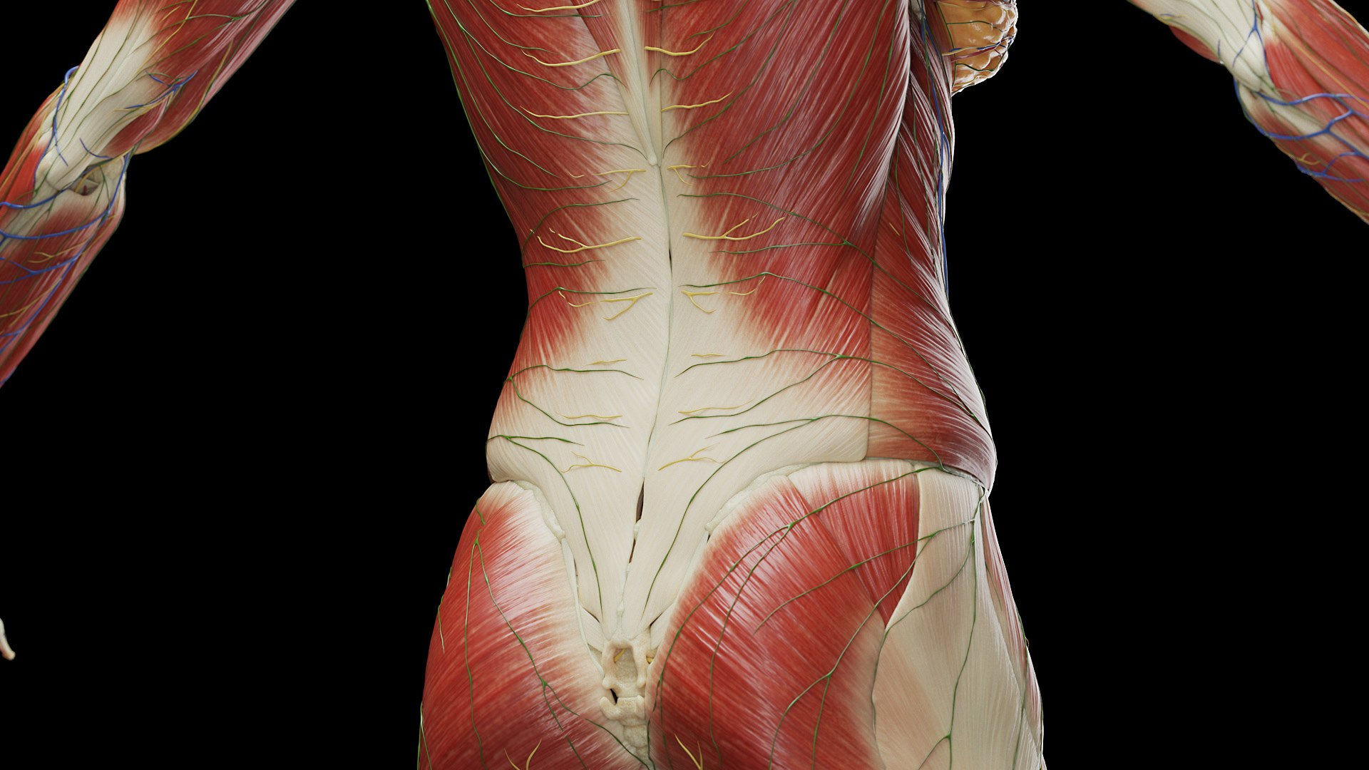 Female Full Anatomy 3D model https://p.turbosquid.com/ts-thumb/xb/UkvHFV/qj/anatomy_v2_female_ps_042/jpg/1667222018/1920x1080/fit_q87/53785b17815e8709acdc16a1064d599690623f40/anatomy_v2_female_ps_042.jpg