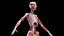 Pełna anatomia kobiety