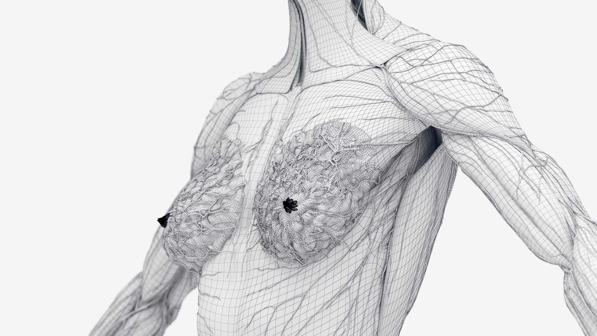 Female Full Anatomy 3D model https://p.turbosquid.com/ts-thumb/xb/UkvHFV/t5/anatomy_v2_female_wire_anatomy1f0008/jpg/1667224060/1920x1080/fit_q87/d2c2668ec82f27bd996c307aa78ca46dc3e3dd25/anatomy_v2_female_wire_anatomy1f0008.jpg